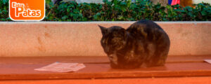Gatos del parque kennedy