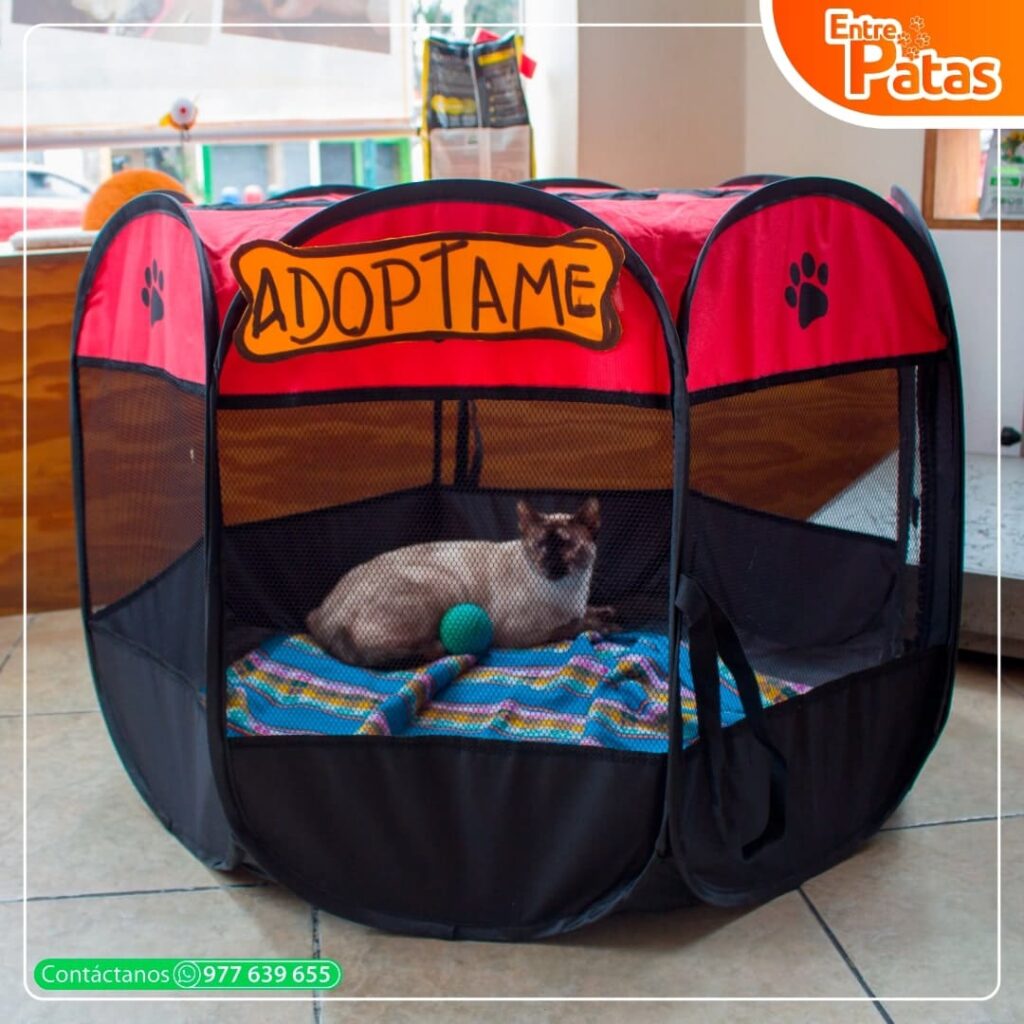 DOGGY ADOPTÓN