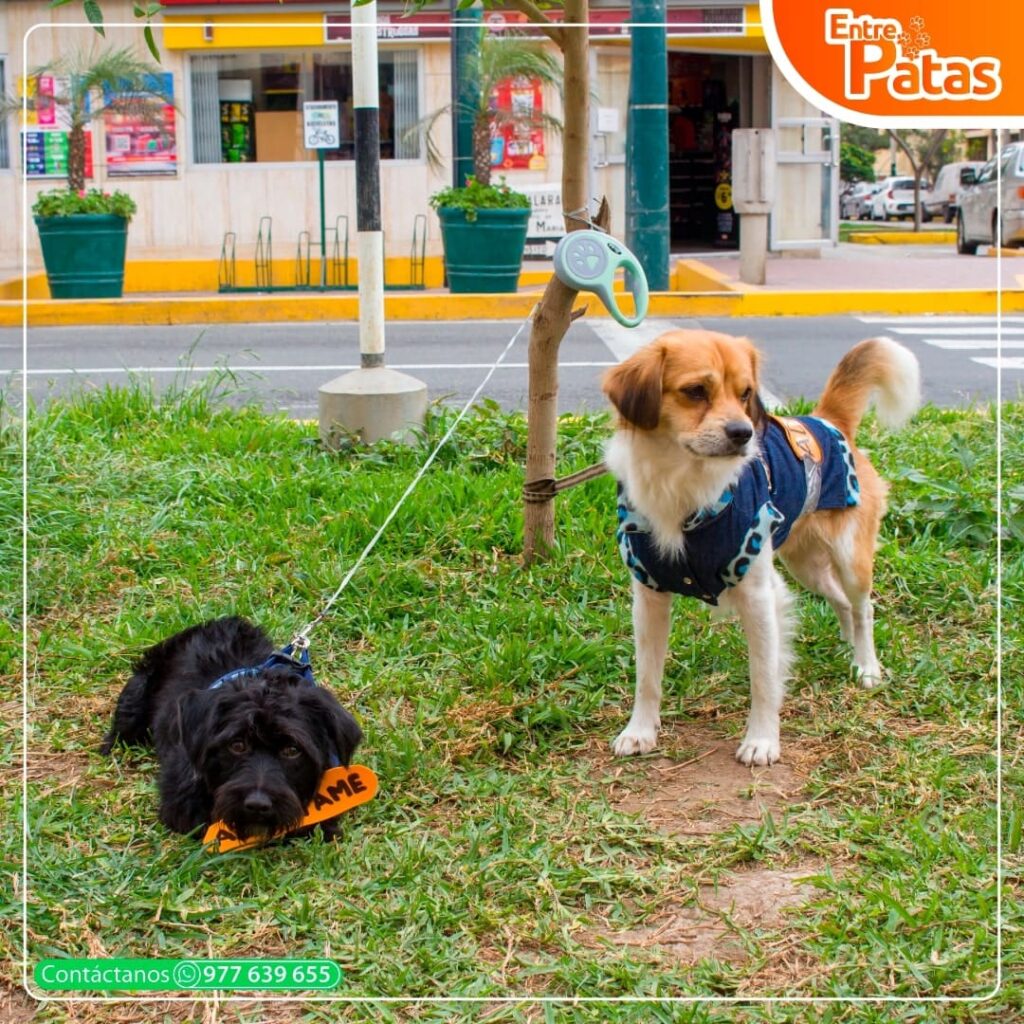 DOGGY ADOPTÓN
