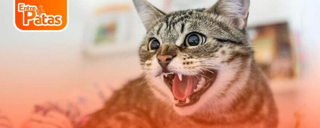 ESTRÉS EN GATOS