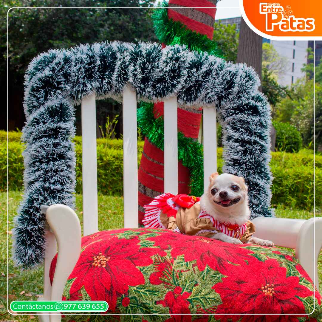 Navidad Chihuahua