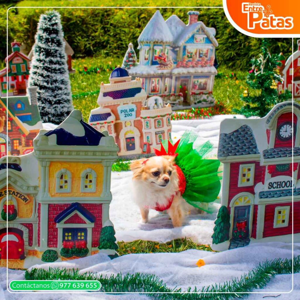 Navidad Chihuahua