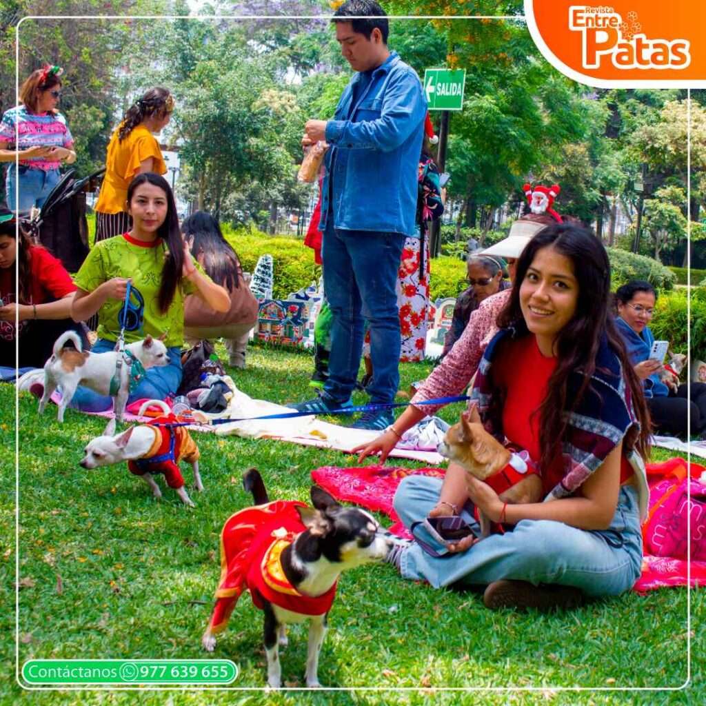 Navidad Chihuahua
