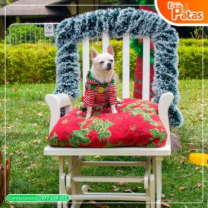 Navidad Chihuahua