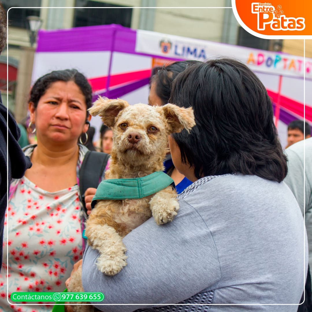 Adoptatón 2024