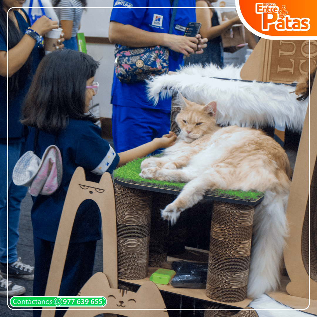 Foro Felino 2025