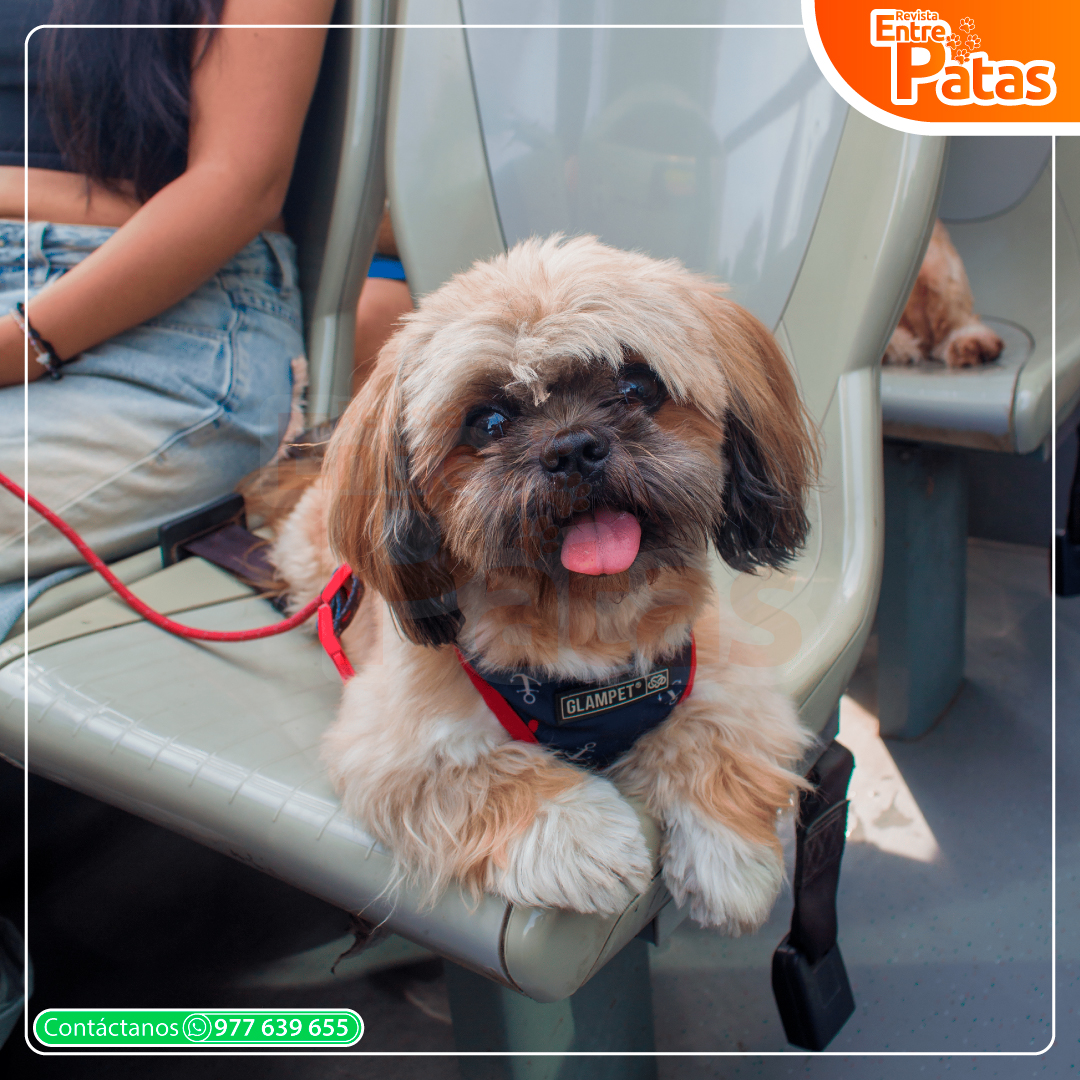Tour Pet Friendly