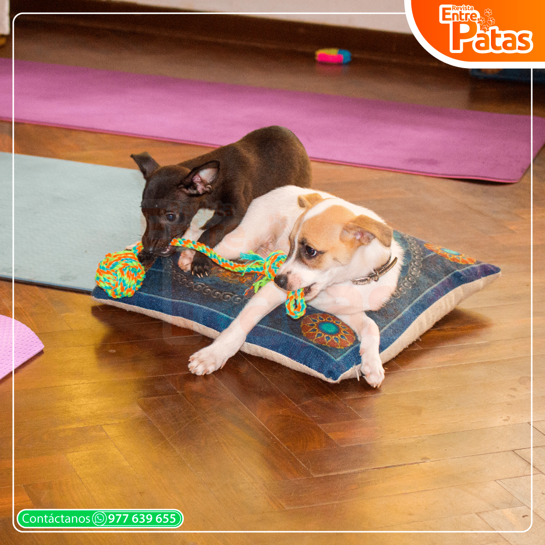 Puppy Yoga
