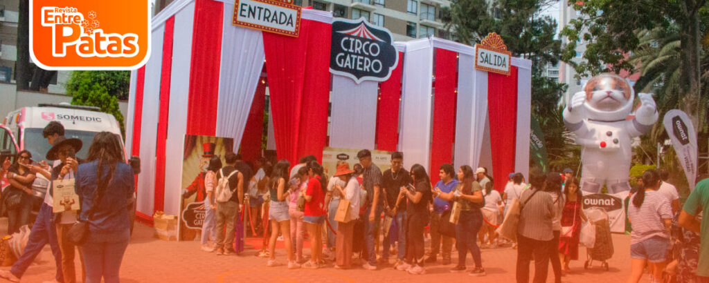 Expo Gato