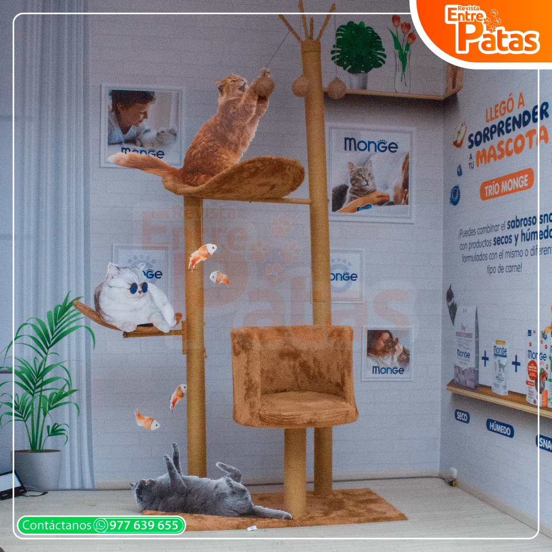 ExpoGato