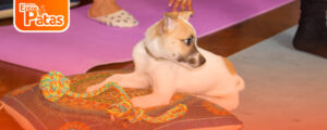 Puppy Yoga