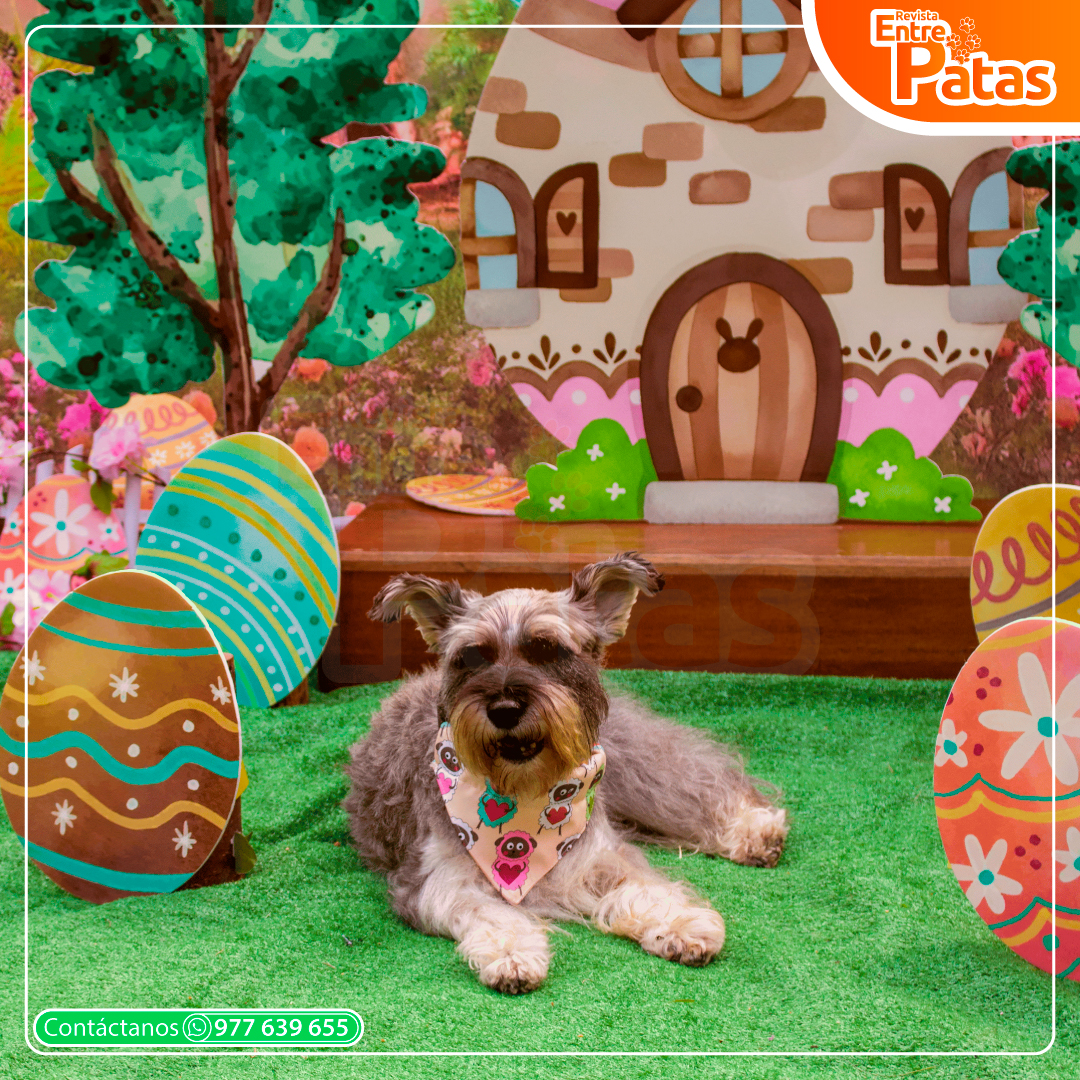 Barbu Pascuas