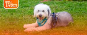 Bobtail Dogdad