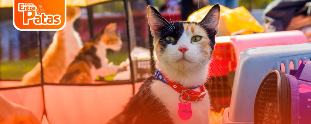 Gatotón