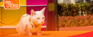 Gato