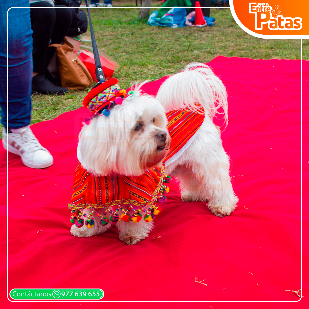 Fiestas Patrias Maltes