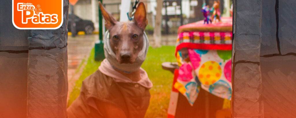 Perro Peruano
