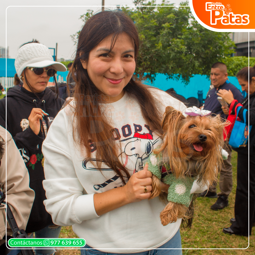Circo Yorkie