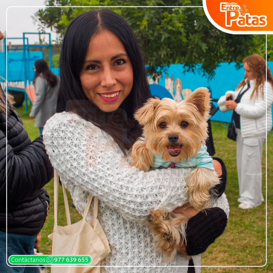 Circo Yorkie