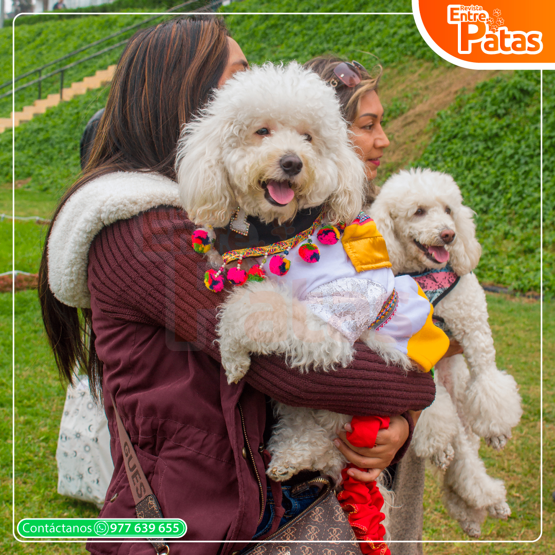 Poodle Club