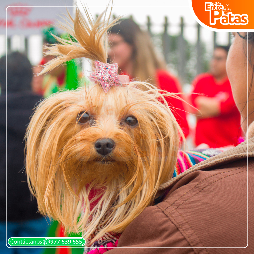 Circo Yorkie