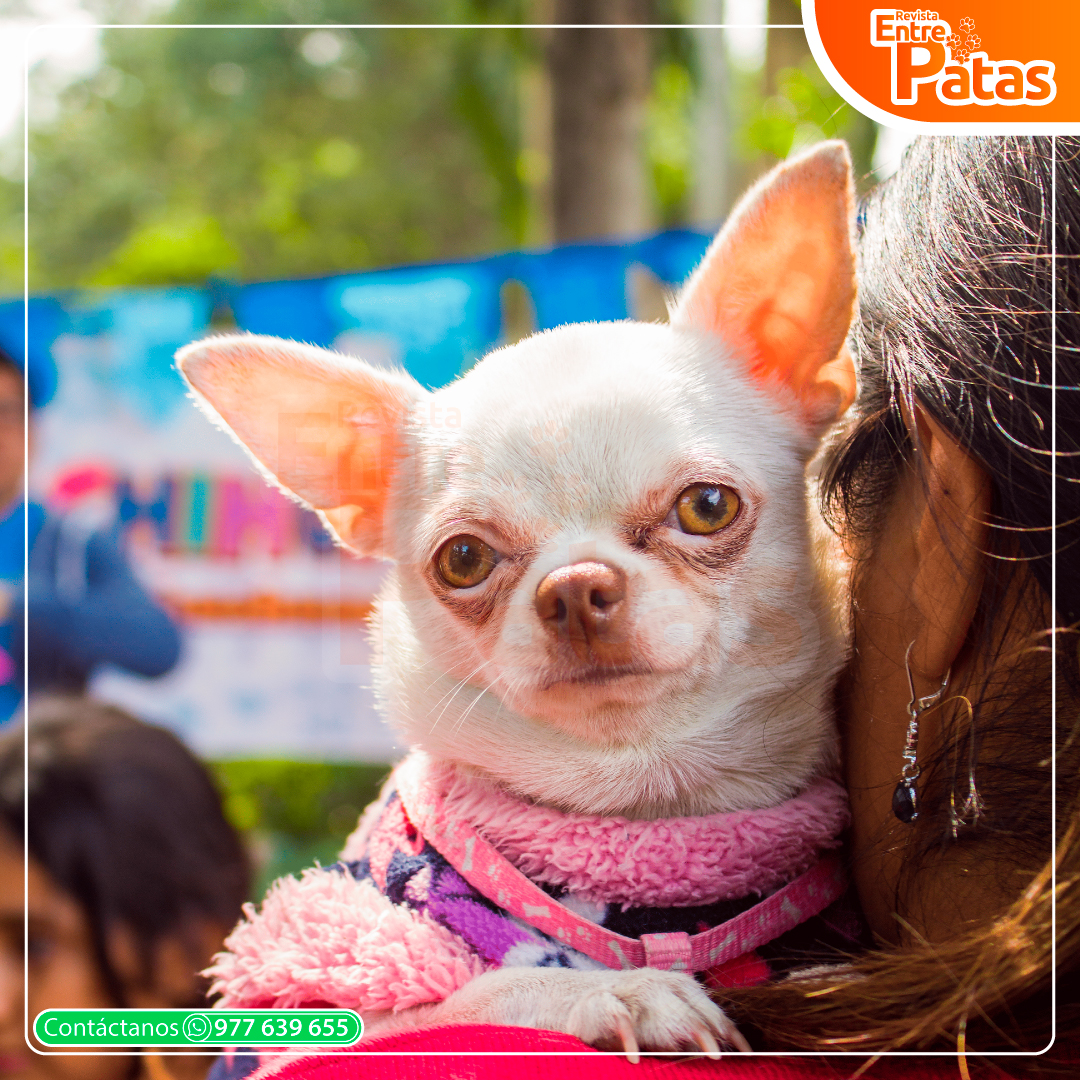 Chihui Picnic Winter