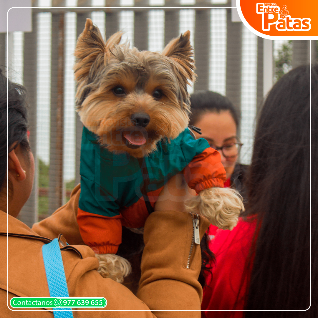Circo Yorkie