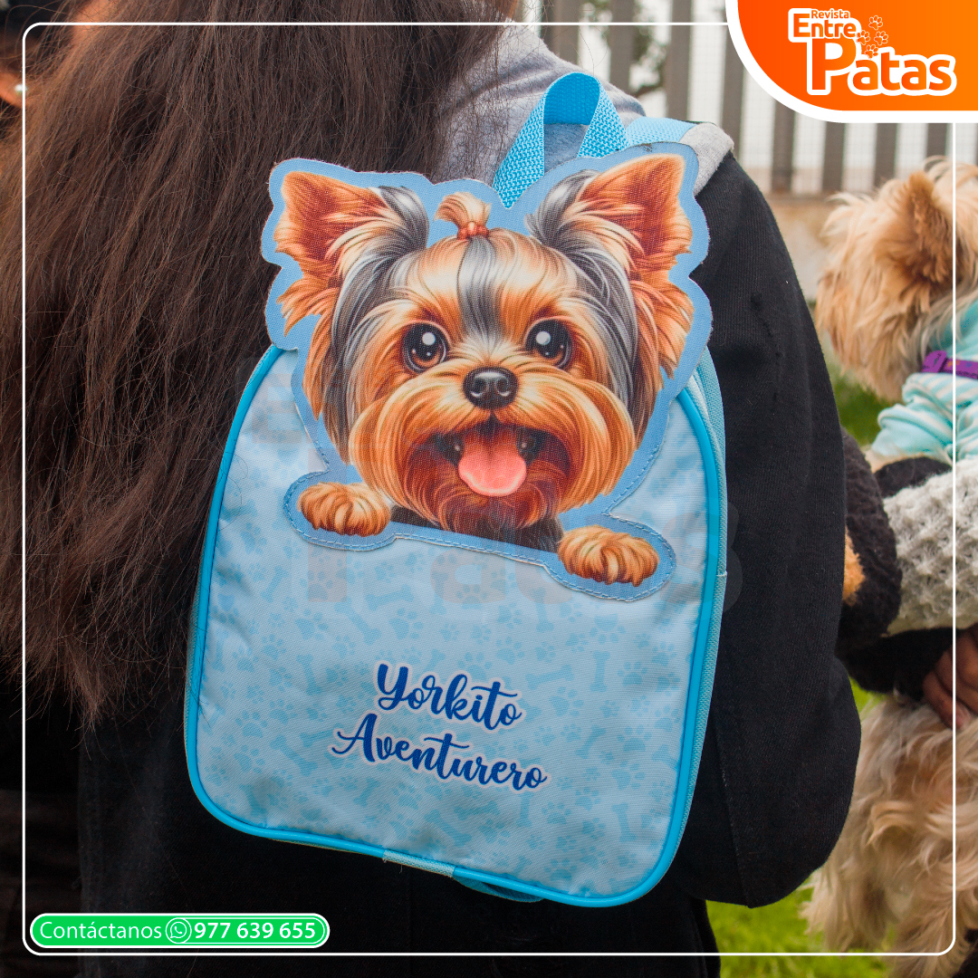 Circo Yorkie