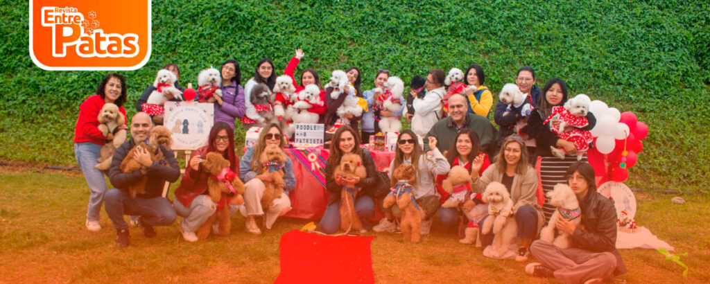 Poodle Club