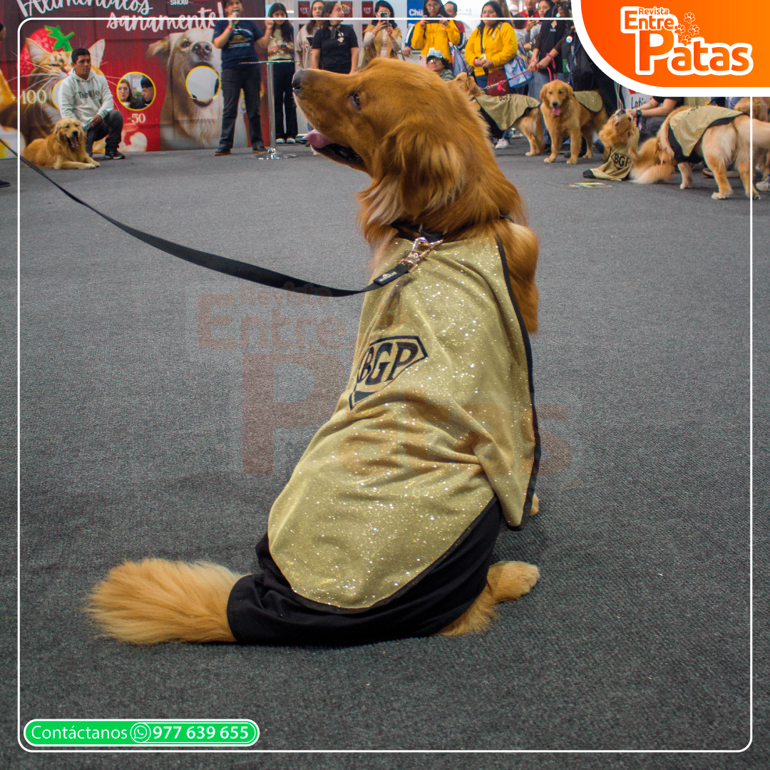 Latin pet 2025