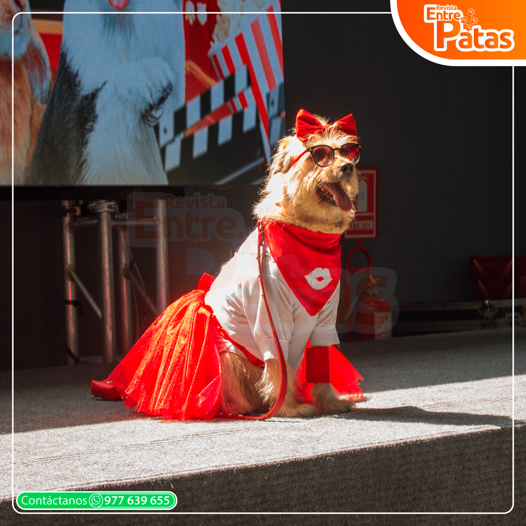 Latin pet 2025