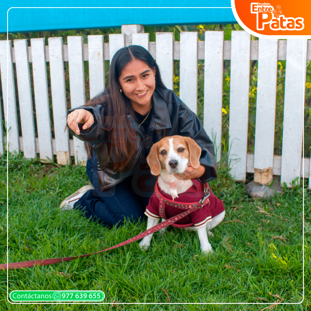 Beagles
