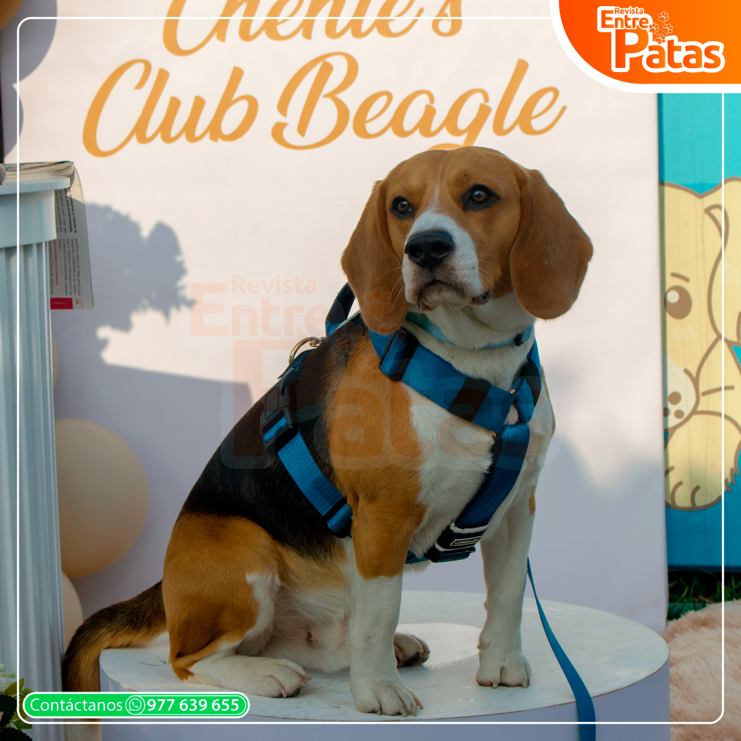 Beagles