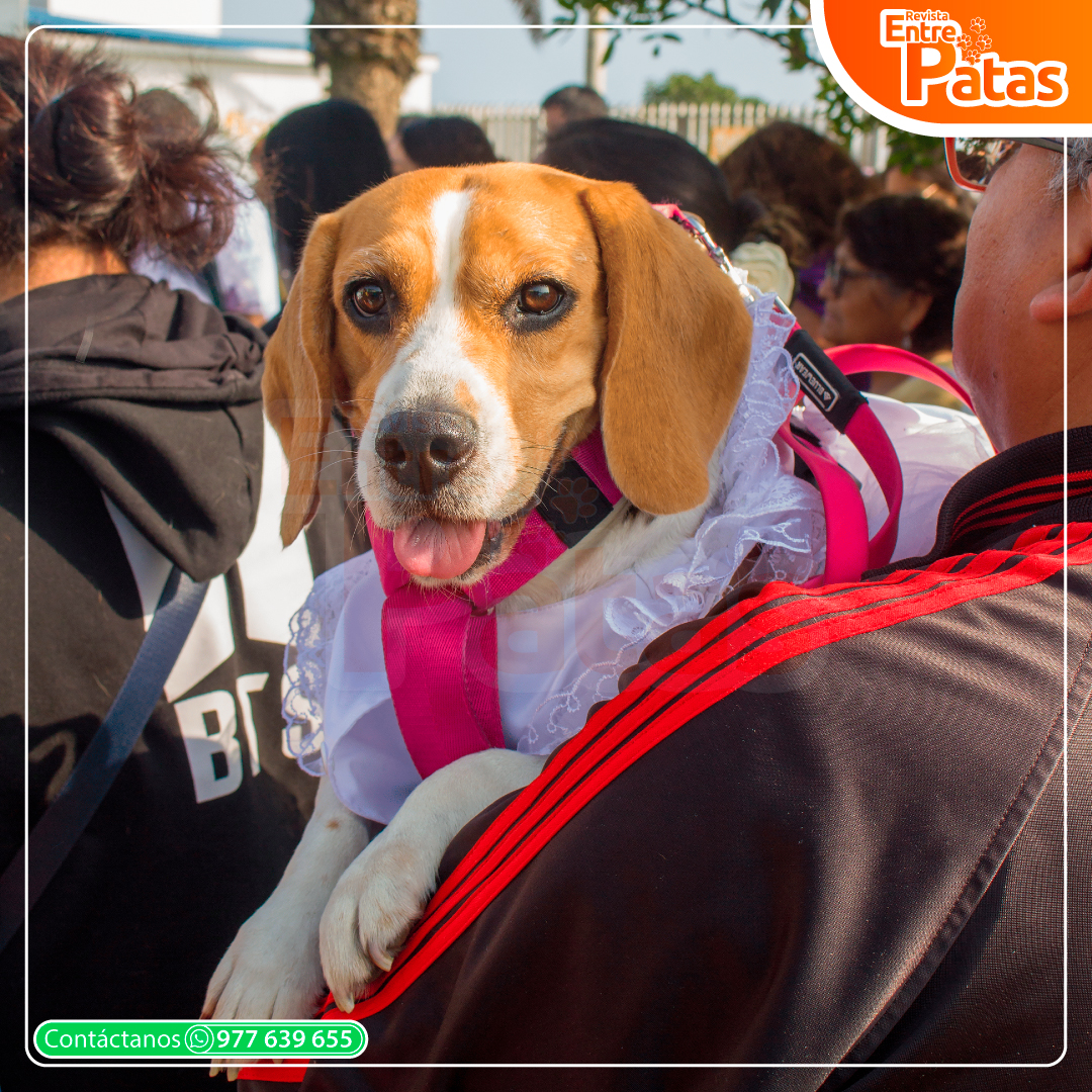 Beagle