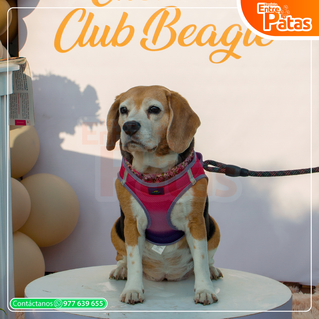 Beagles