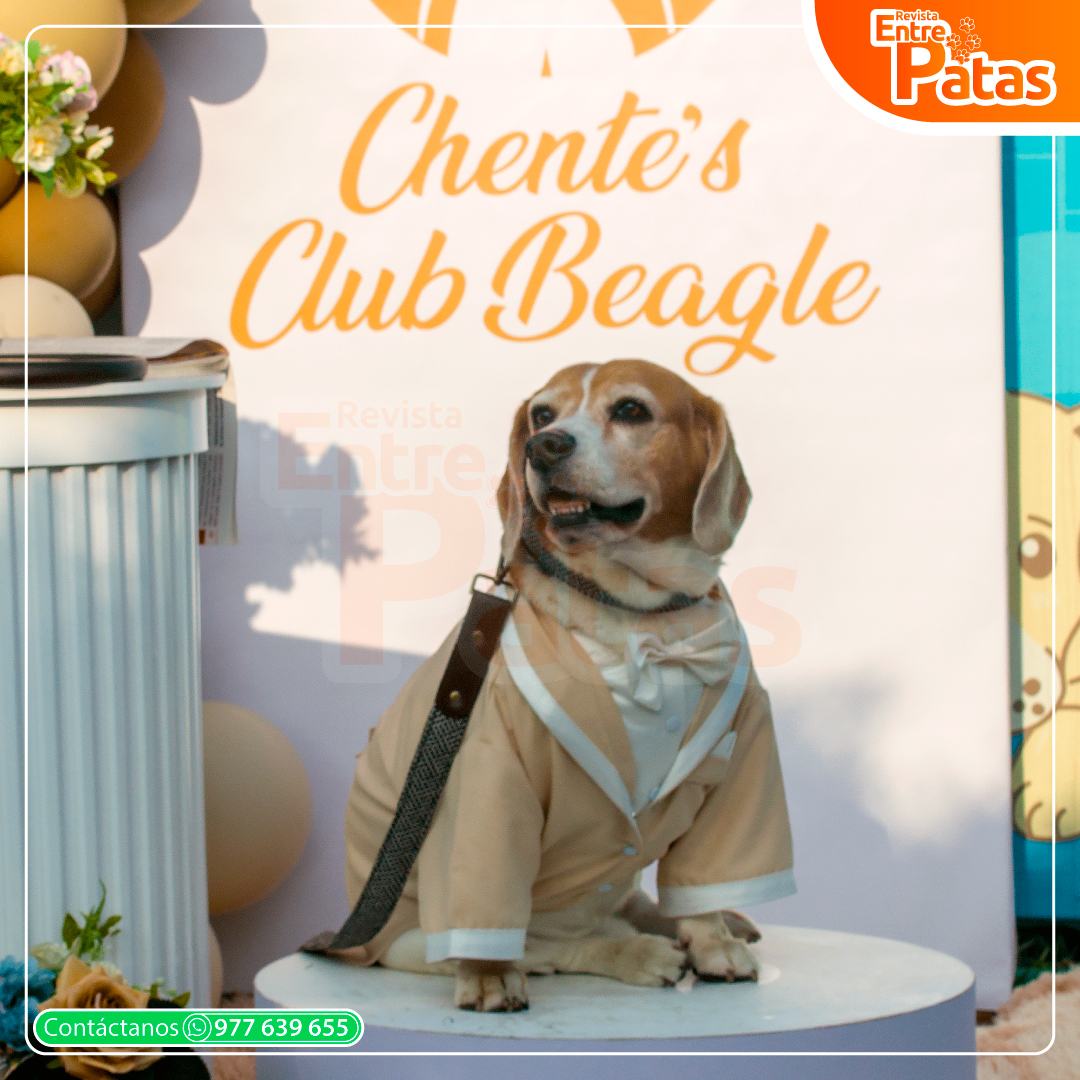 Beagles