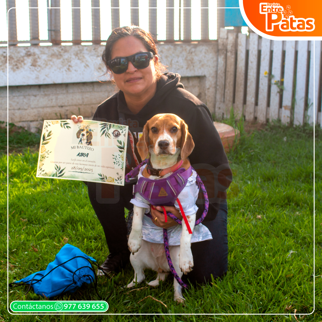 Beagles