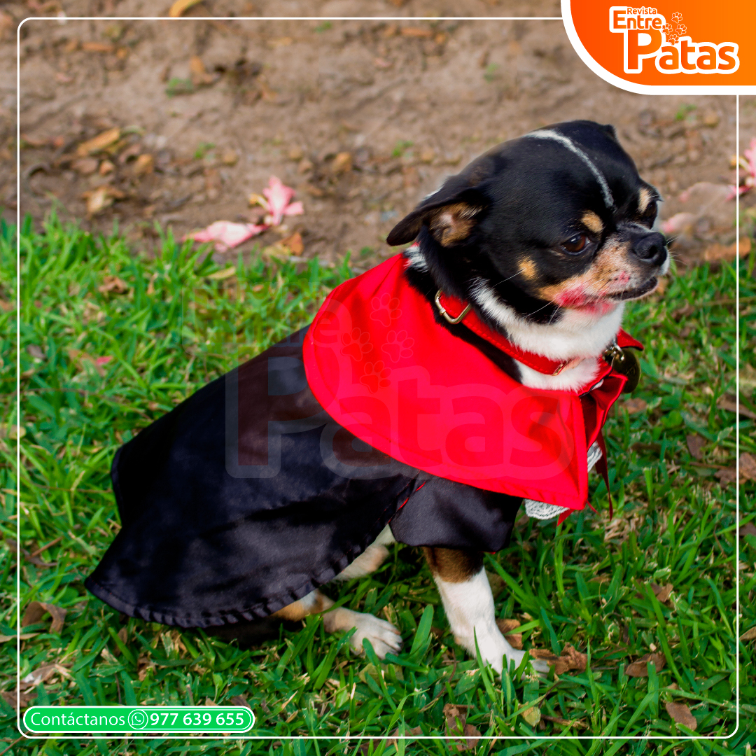 Pawloween - Mamás perrunas
