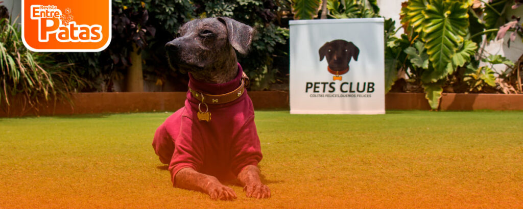 Pets Club