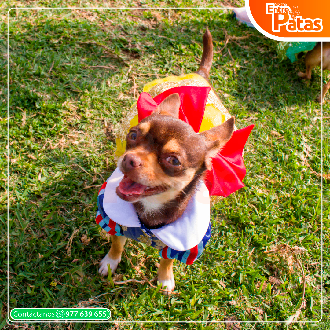 ChihuiHalloween