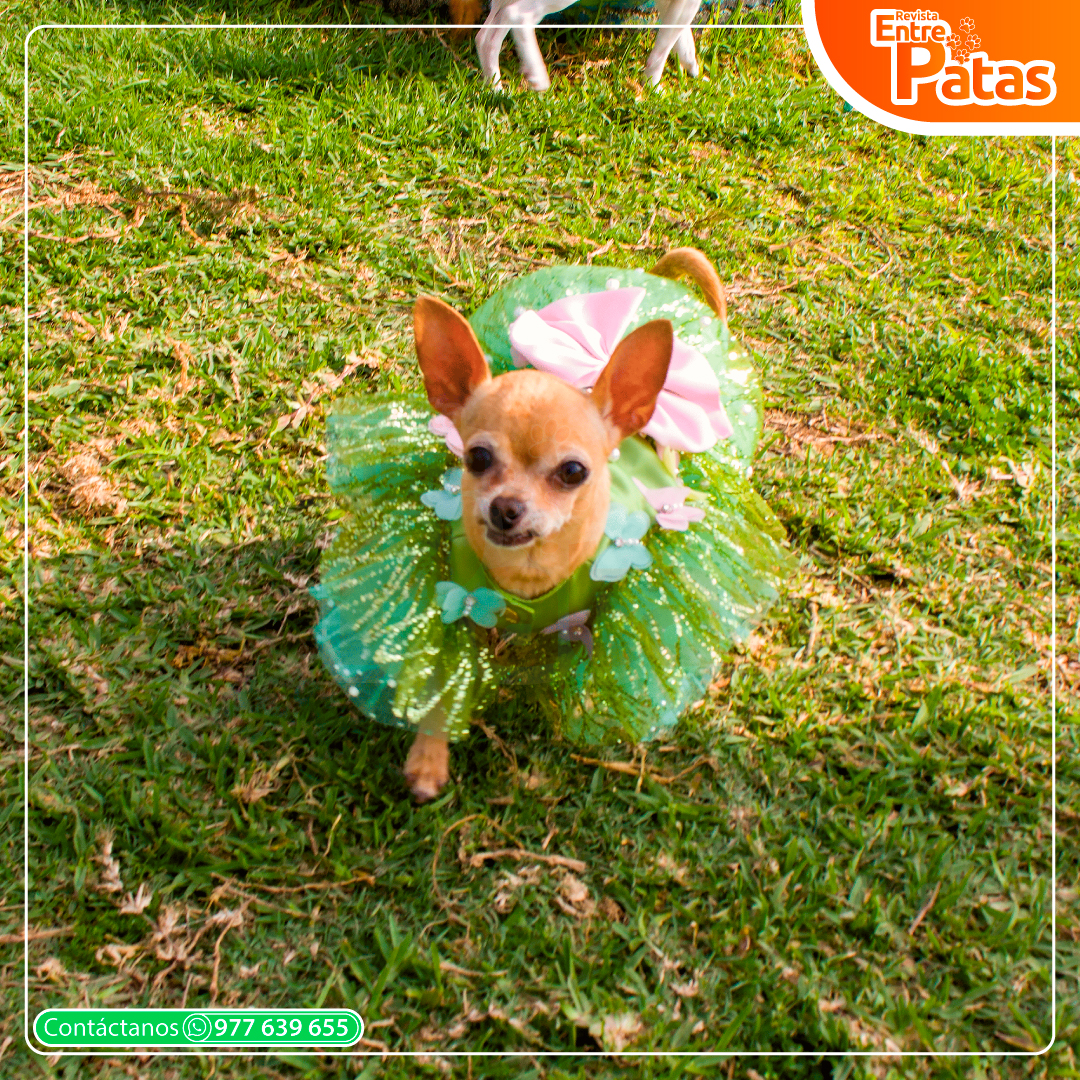 ChihuiHalloween