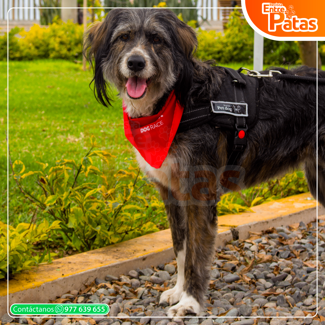 SuperPet DogRace