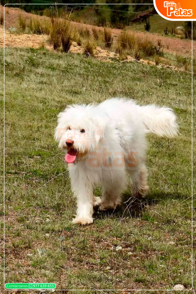Chaku