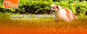 perros senior