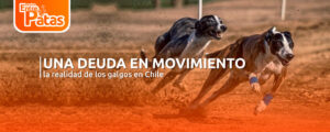 Galgo