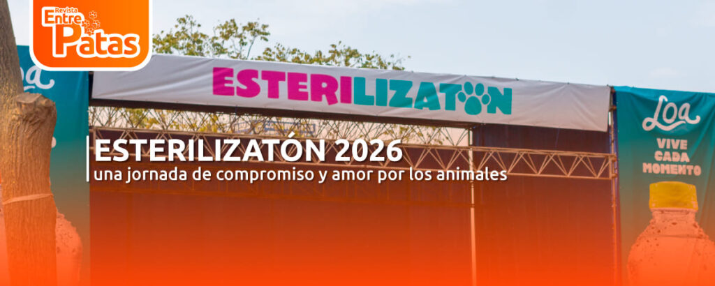 Esterilizatón