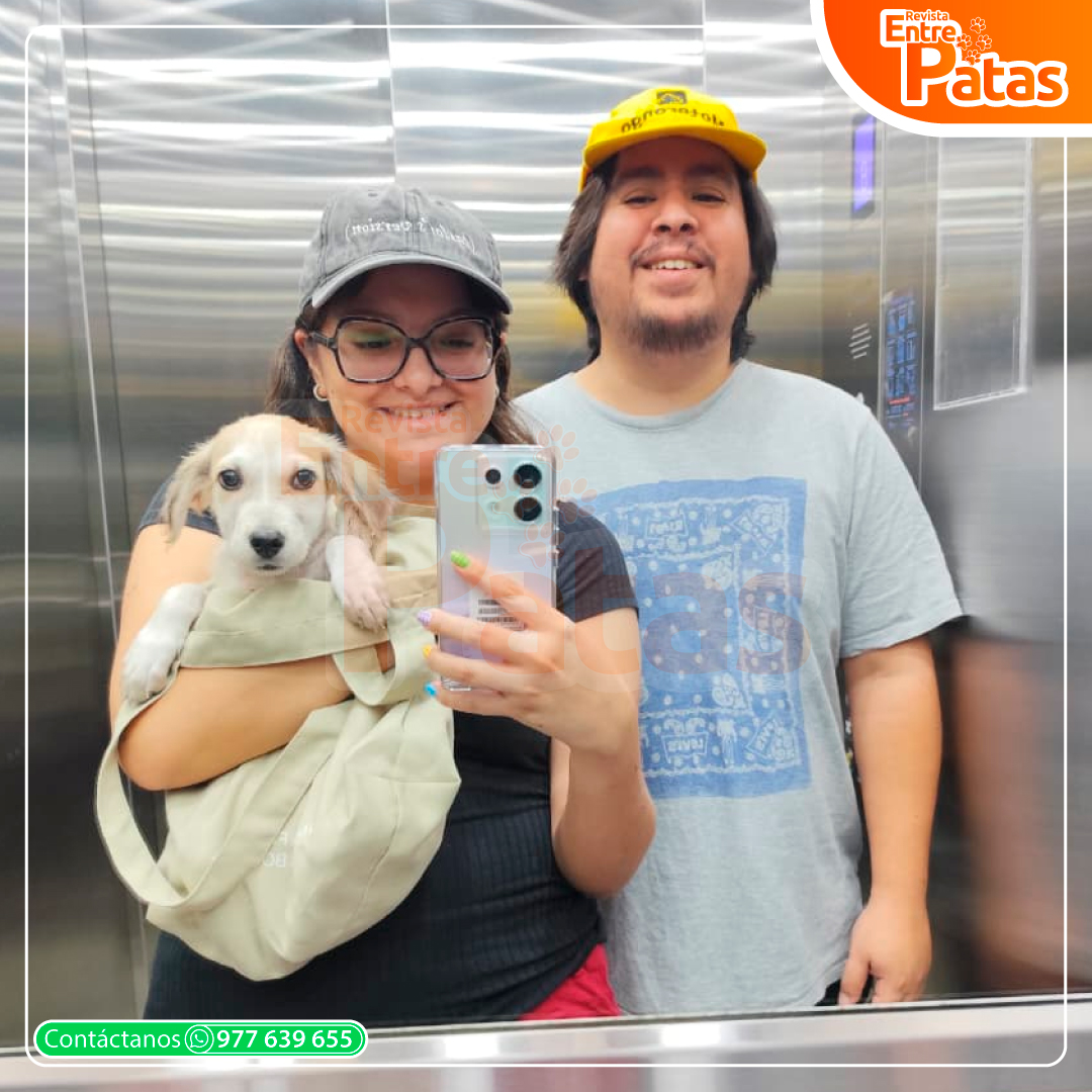 PET MOM