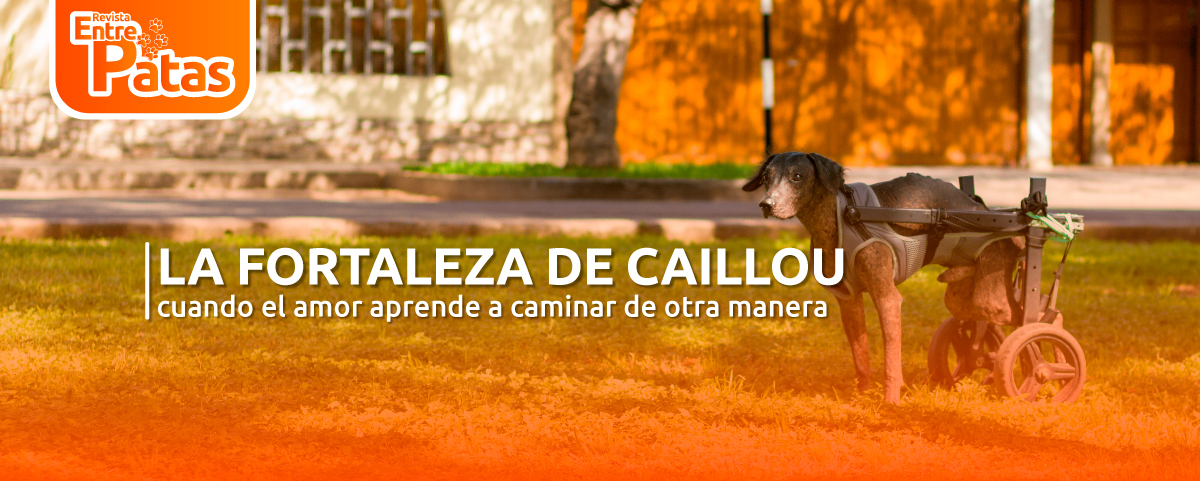 Caillou