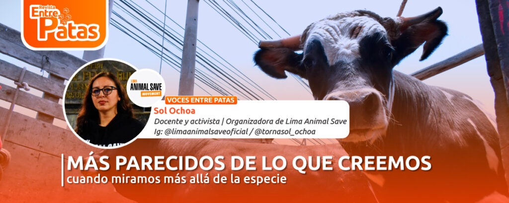 Lima Animal Save