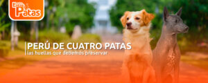 chiribaya viringo